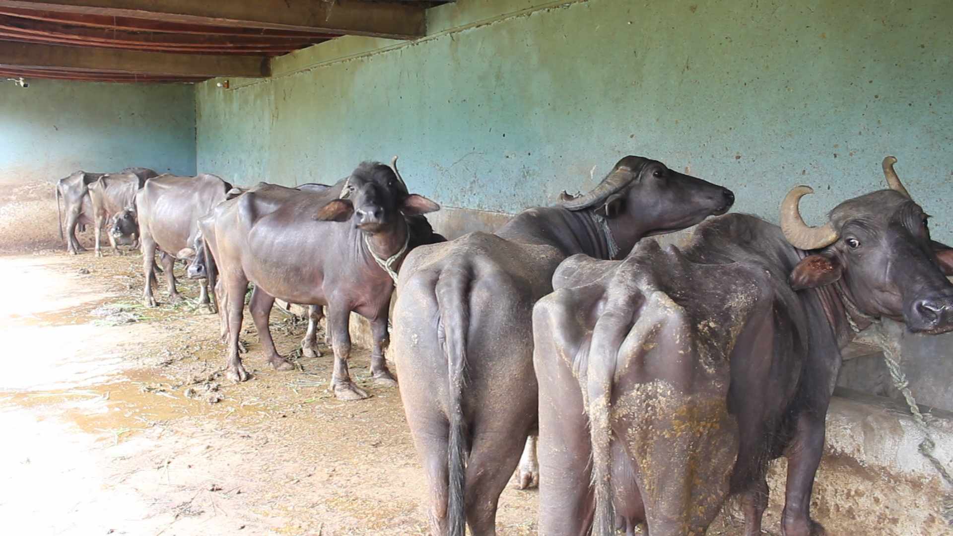 119-galmaka-iisama-gaupalkal-gaiibhasa-palna-kasanalii-hajara-anathana-thana-2023-10-16