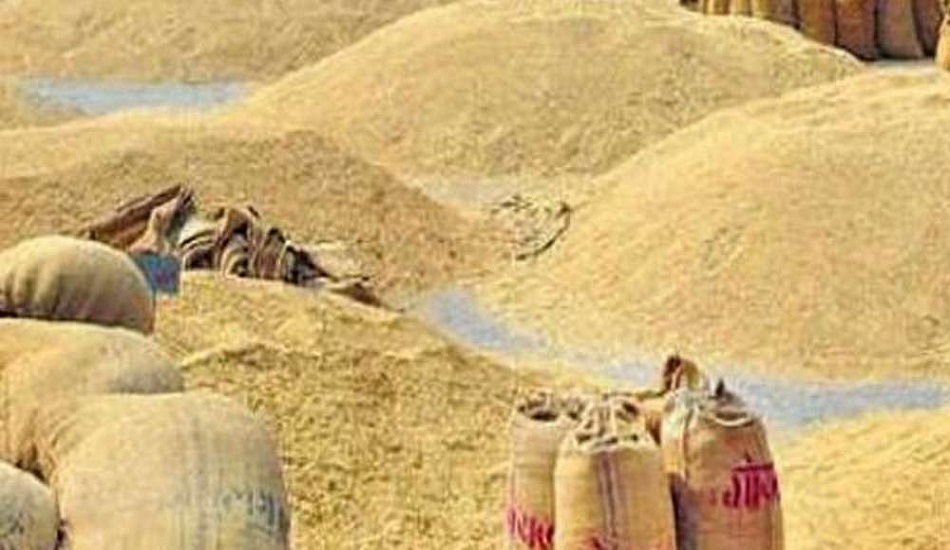 सरकारले तोकेको न्यूनतम समर्थन मूल्यमा दुई दिनमा पाँचसय क्विन्टलभन्दा बढी धान खरिद